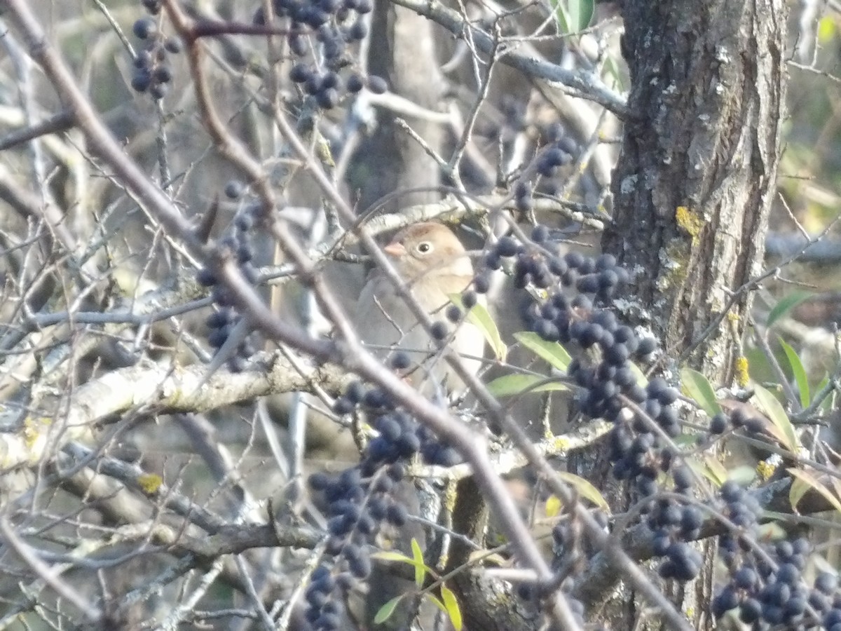 Field Sparrow - ML649909706