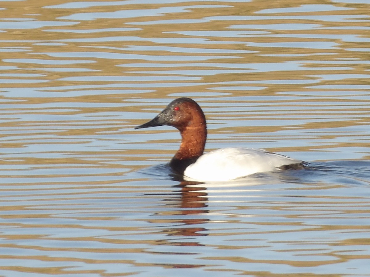 帆背潛鴨 - ML649909738