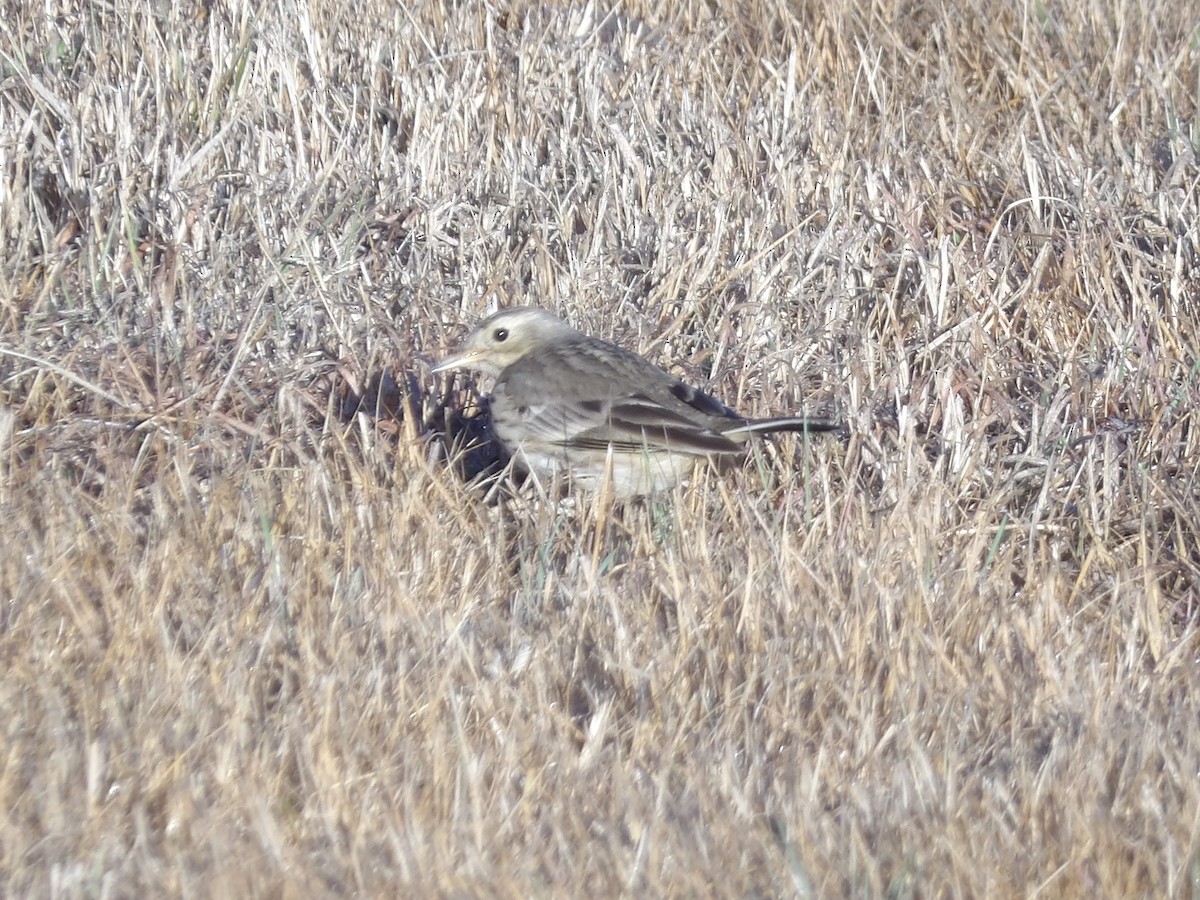 American Pipit - ML649909767