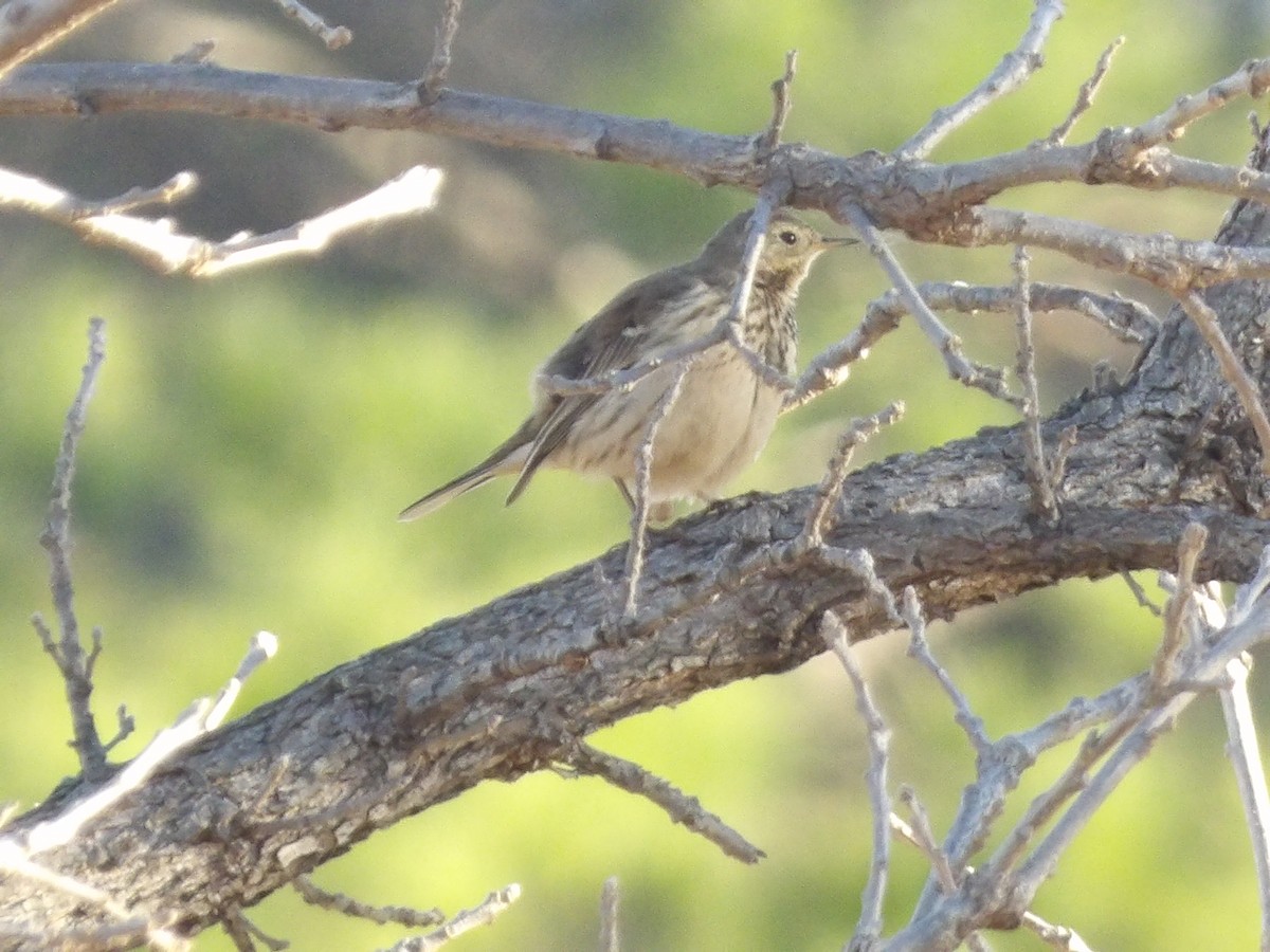 American Pipit - ML649909768