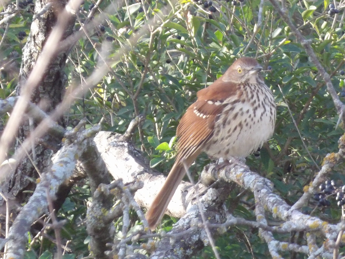 Brown Thrasher - ML649909774