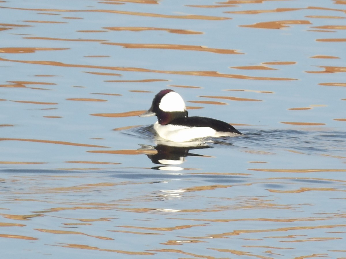 Bufflehead - ML649909826