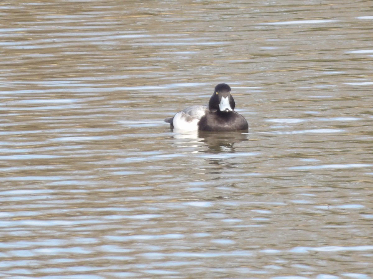 斑背潛鴨 - ML649909877