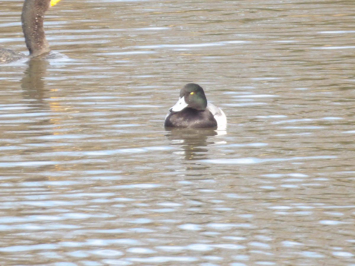 斑背潛鴨 - ML649909878