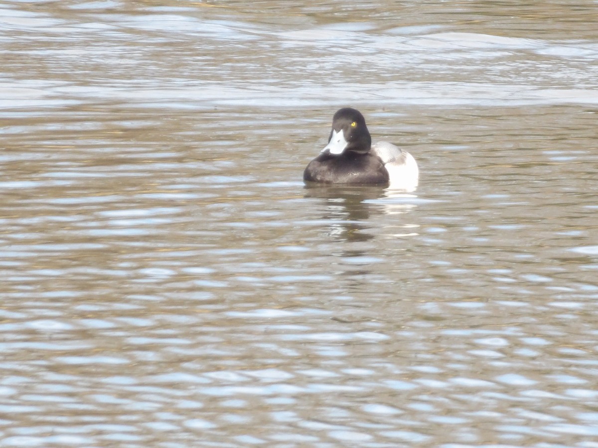 斑背潛鴨 - ML649909879