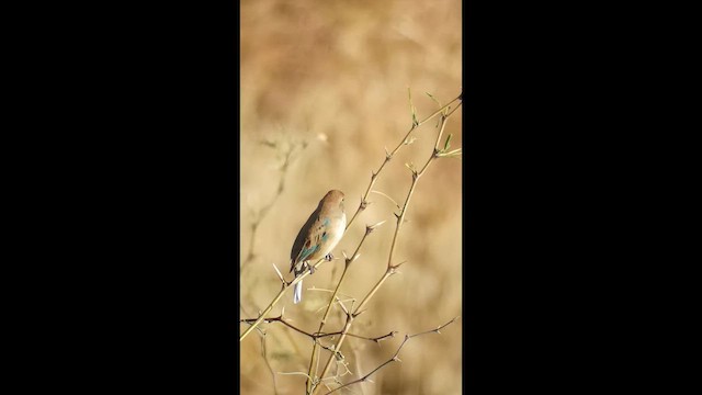 Indigo Bunting - ML649909880