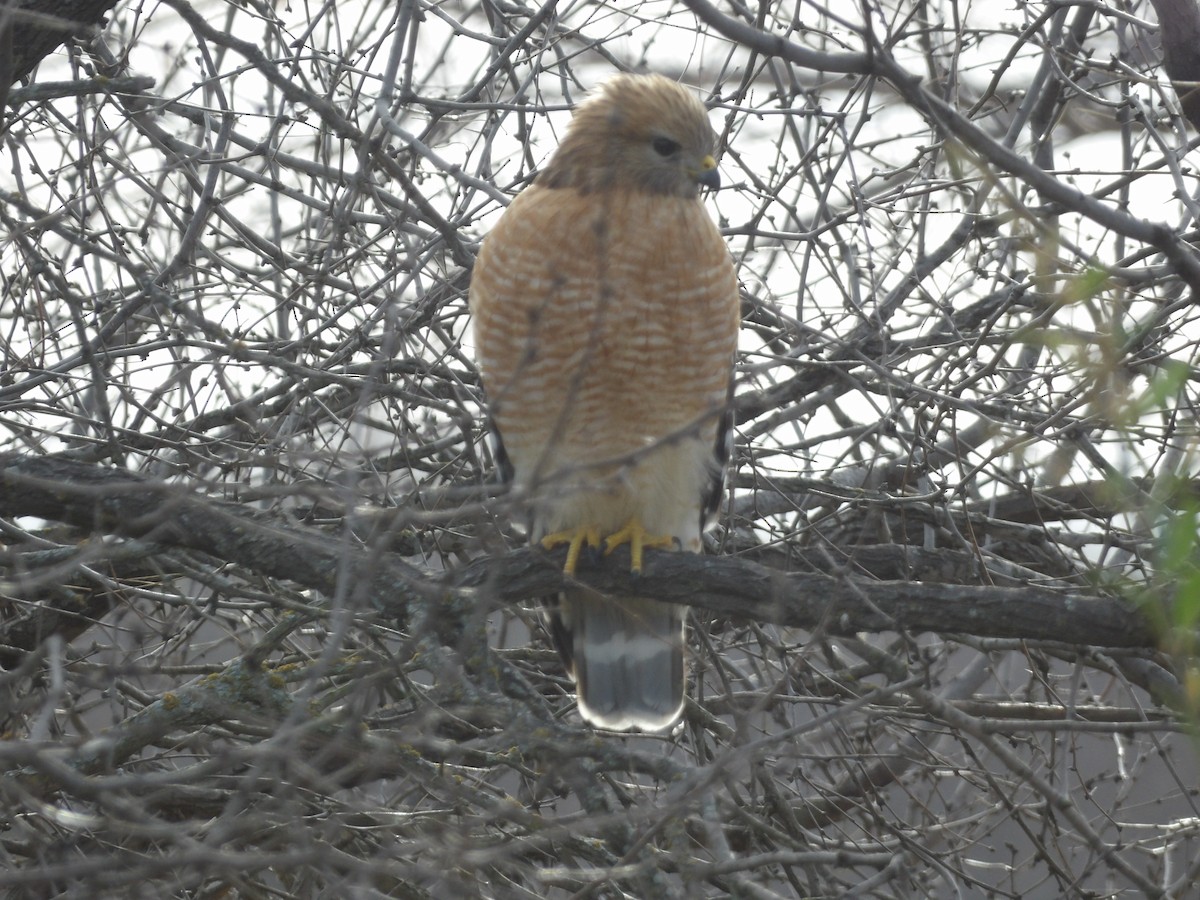 Red-shouldered Hawk - ML649909909