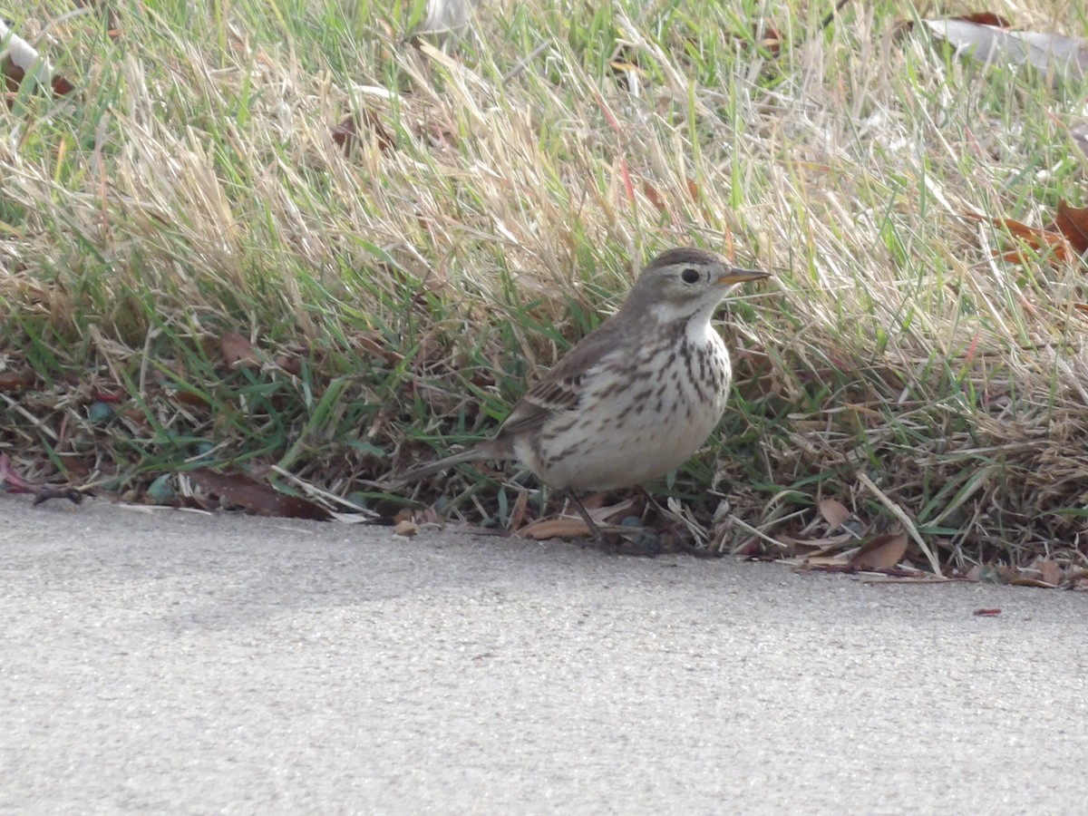 American Pipit - ML649909951