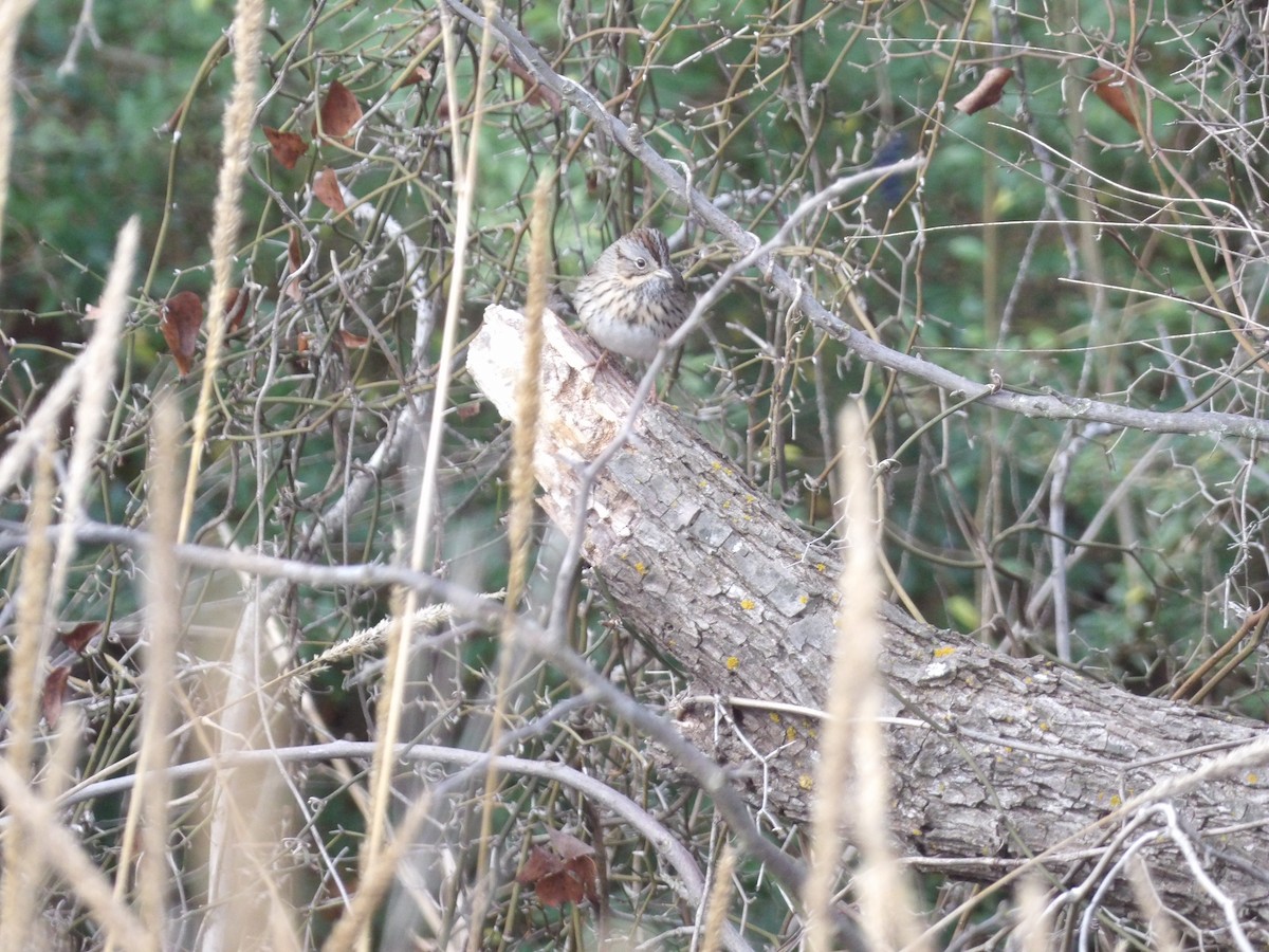Lincoln's Sparrow - ML649909969
