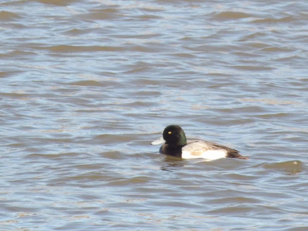 斑背潛鴨 - ML649909981