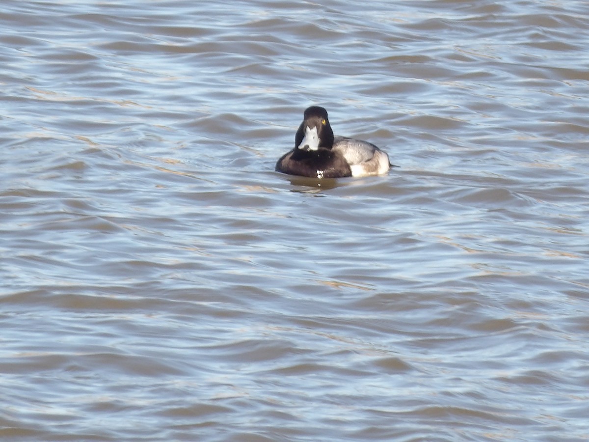 斑背潛鴨 - ML649909982