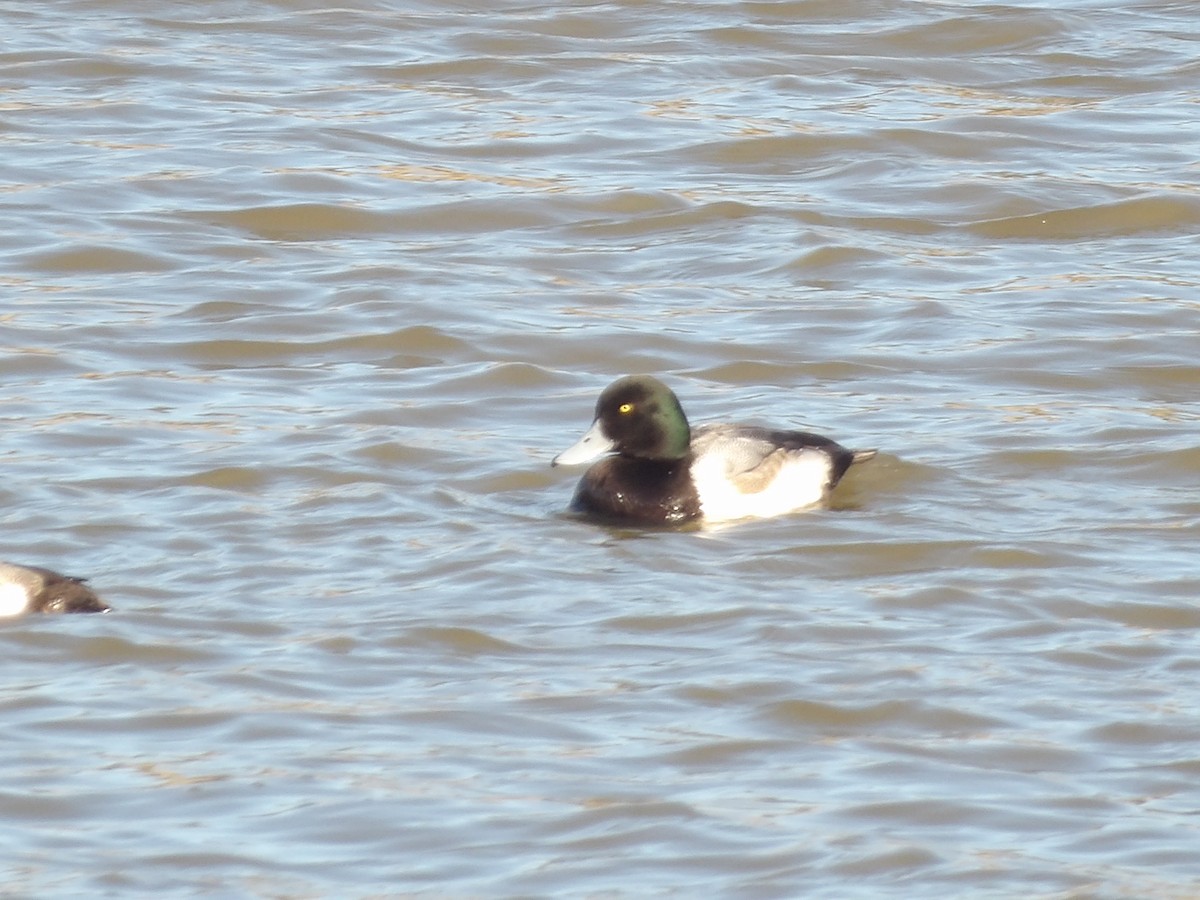 斑背潛鴨 - ML649909983