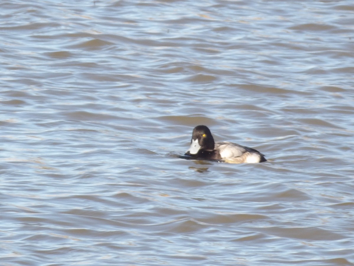 斑背潛鴨 - ML649909984