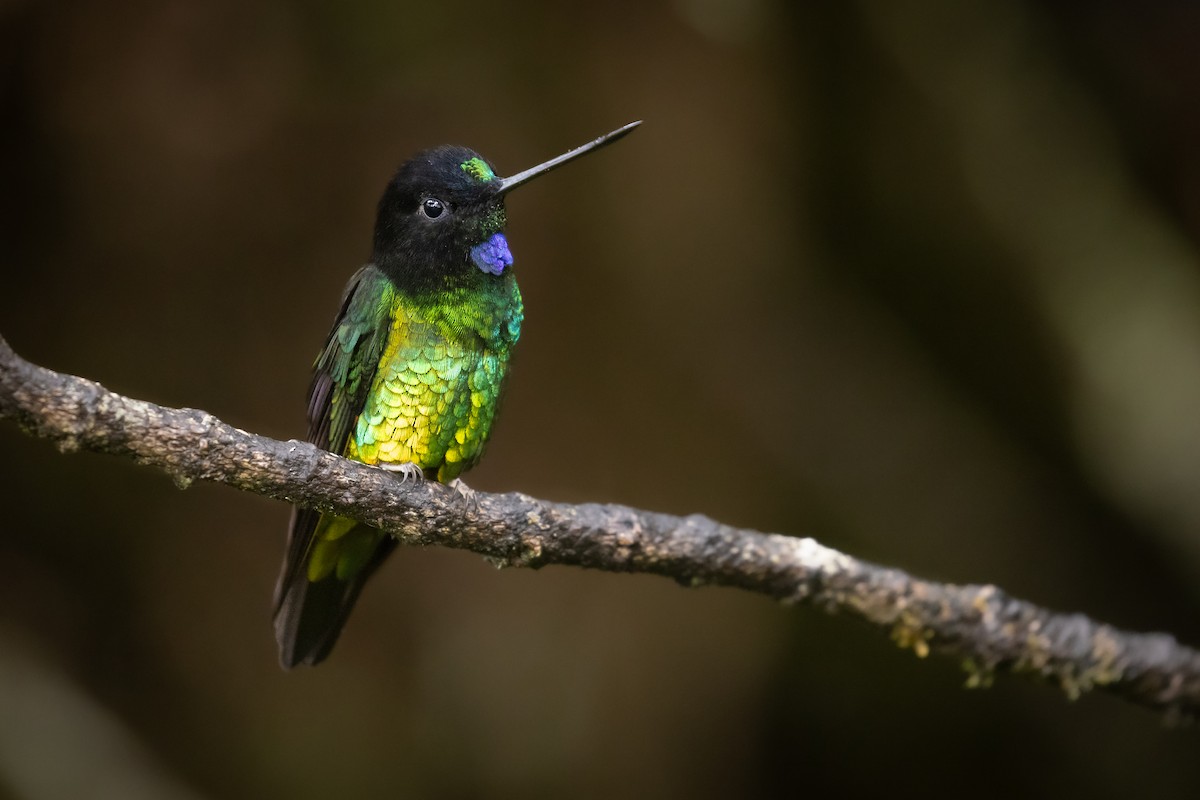 Dusky Starfrontlet - ML649910216