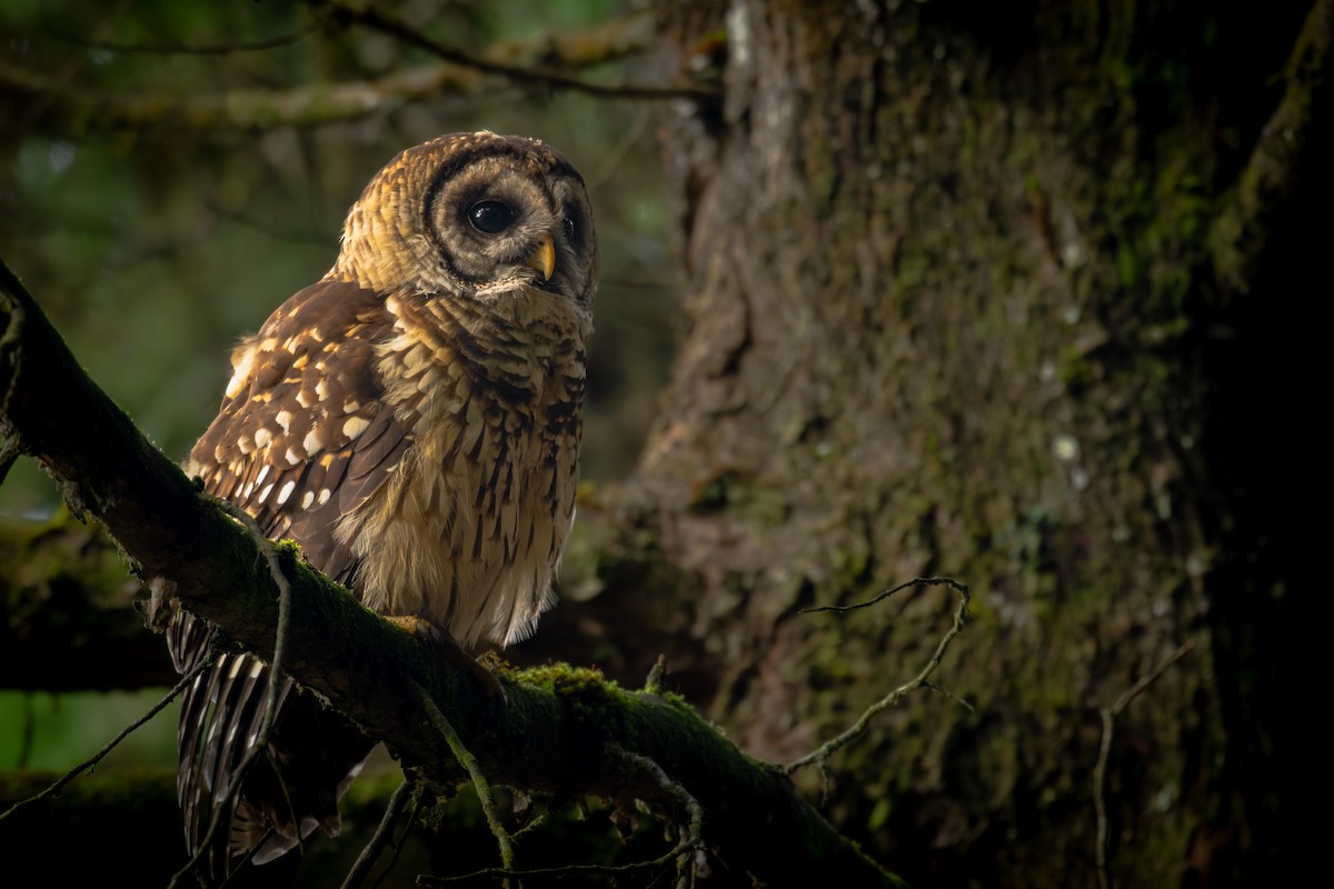 Cárabo Guatemalteco - ML649910273