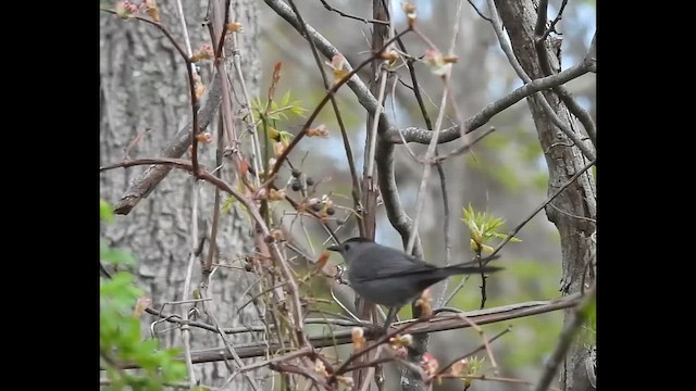 Katzenspottdrossel - ML649910410