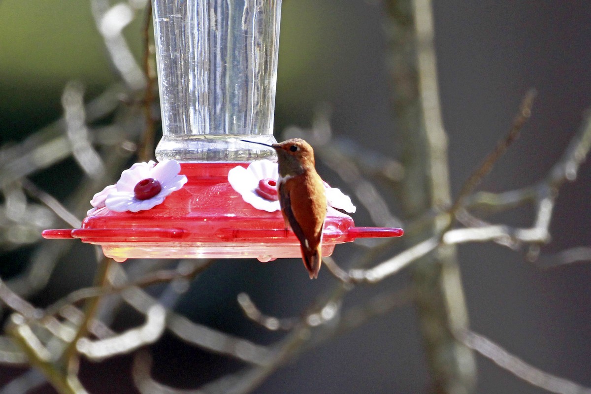 Рыжий колибри - ML649910663