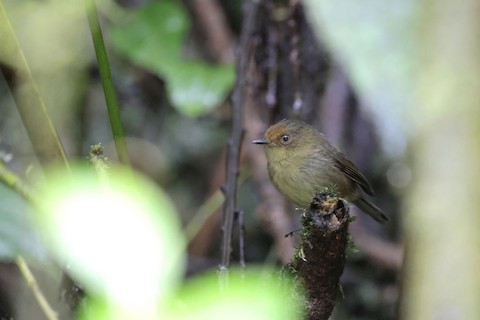 Photos - Hazel-fronted Pygmy-Tyrant - Pseudotriccus simplex