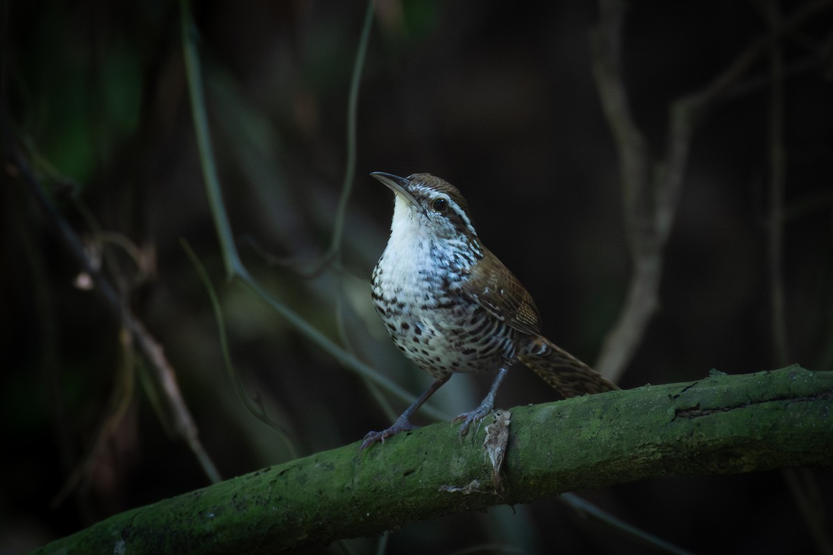 Cucarachero Ventribarrado - ML649911105