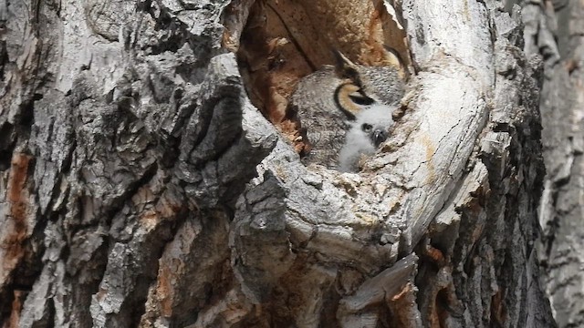 Виргинский филин - ML649911125