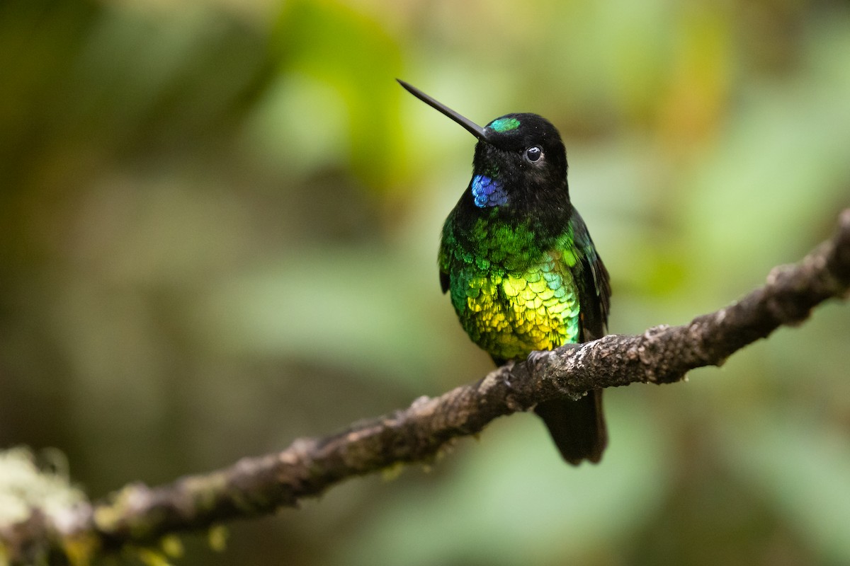 Dusky Starfrontlet - ML649911213