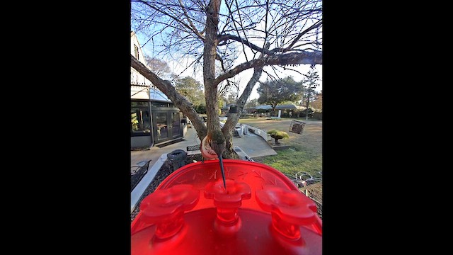 Рыжий колибри - ML649911243