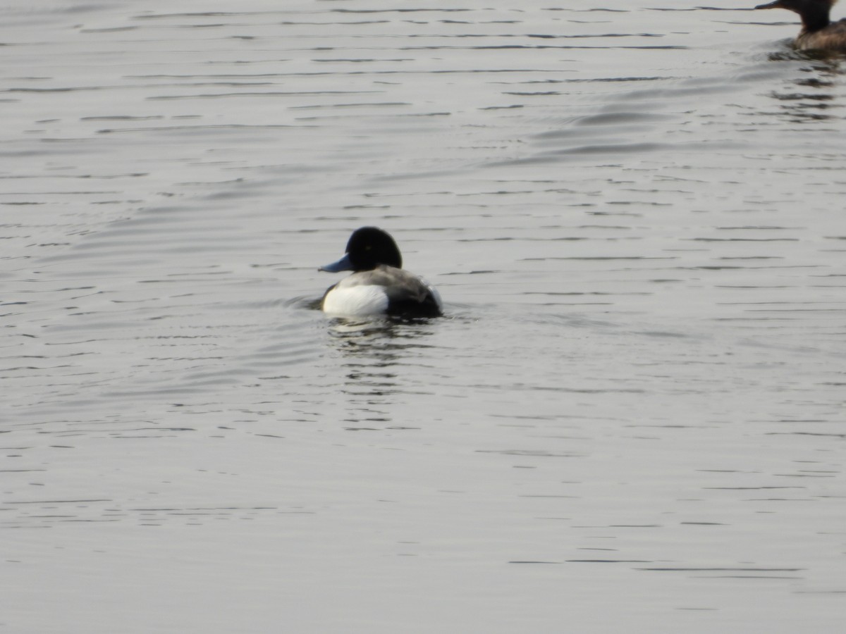 斑背潛鴨 - ML649911407