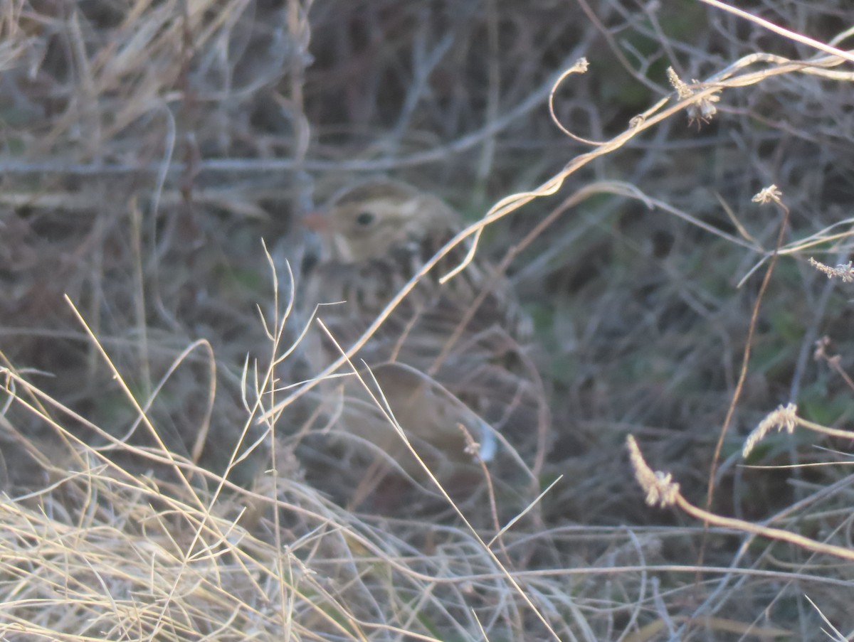 Smith's Longspur - ML649911496