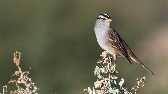 White-crowned Sparrow - ML649911670