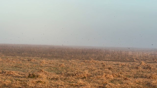 Tree Swallow - ML649911688