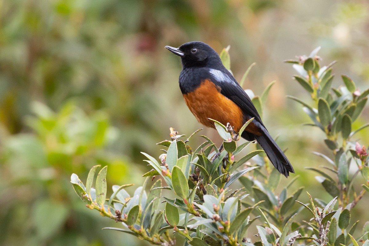 Chestnut-bellied Flowerpiercer - ML649912049