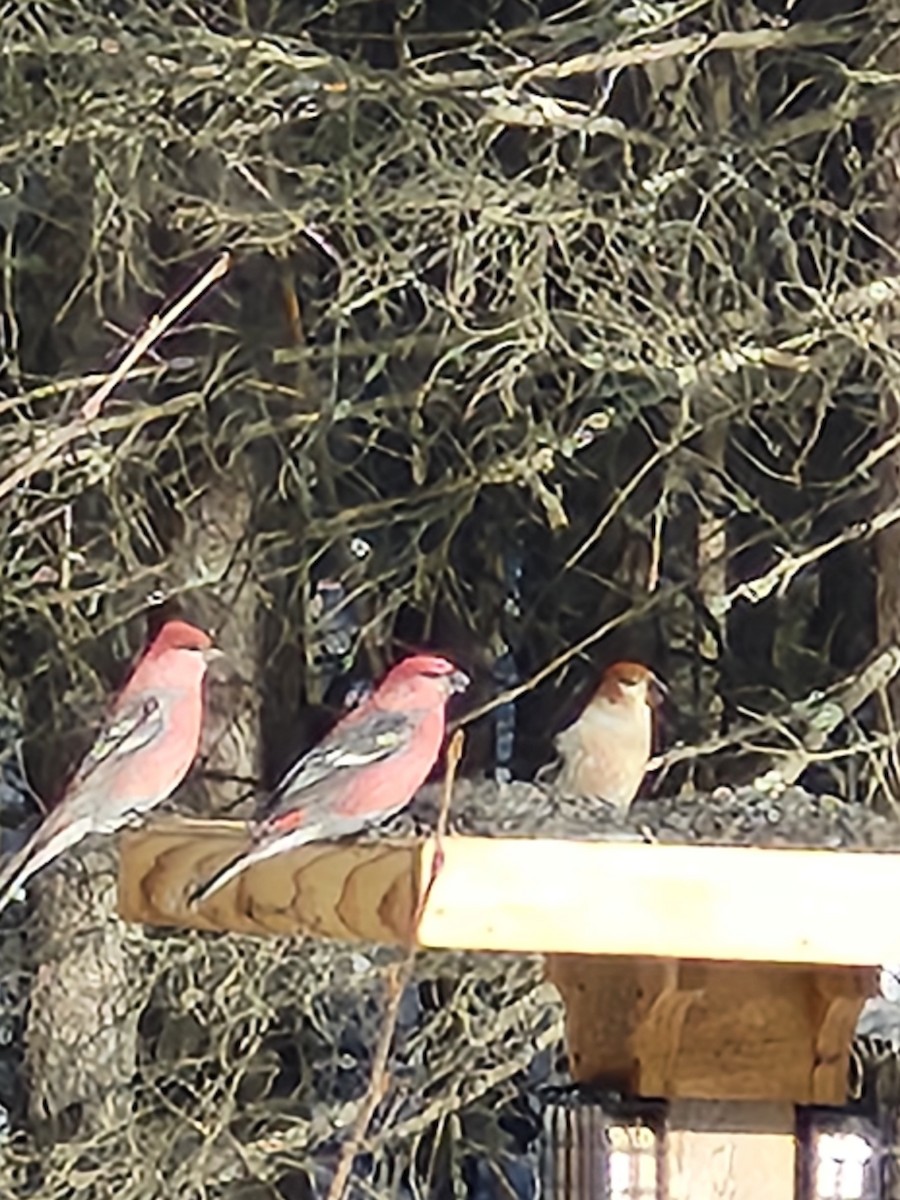 Pine Grosbeak - ML649912375