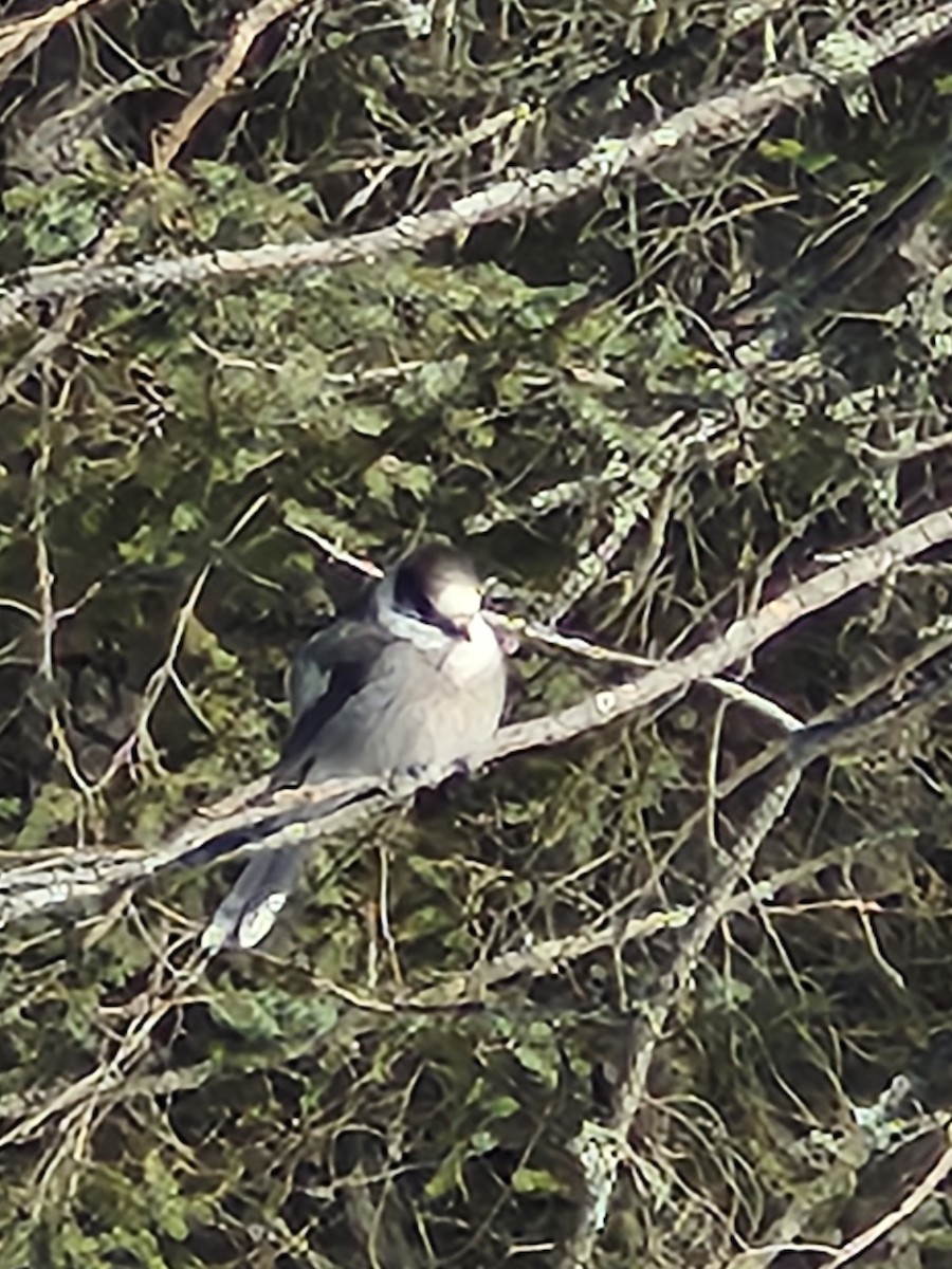 Canada Jay - ML649912384