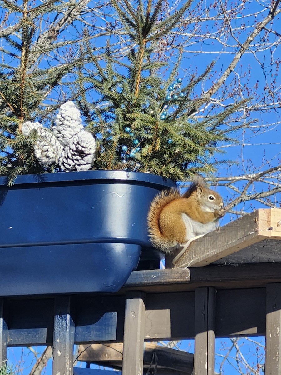 Animals - ML649912403