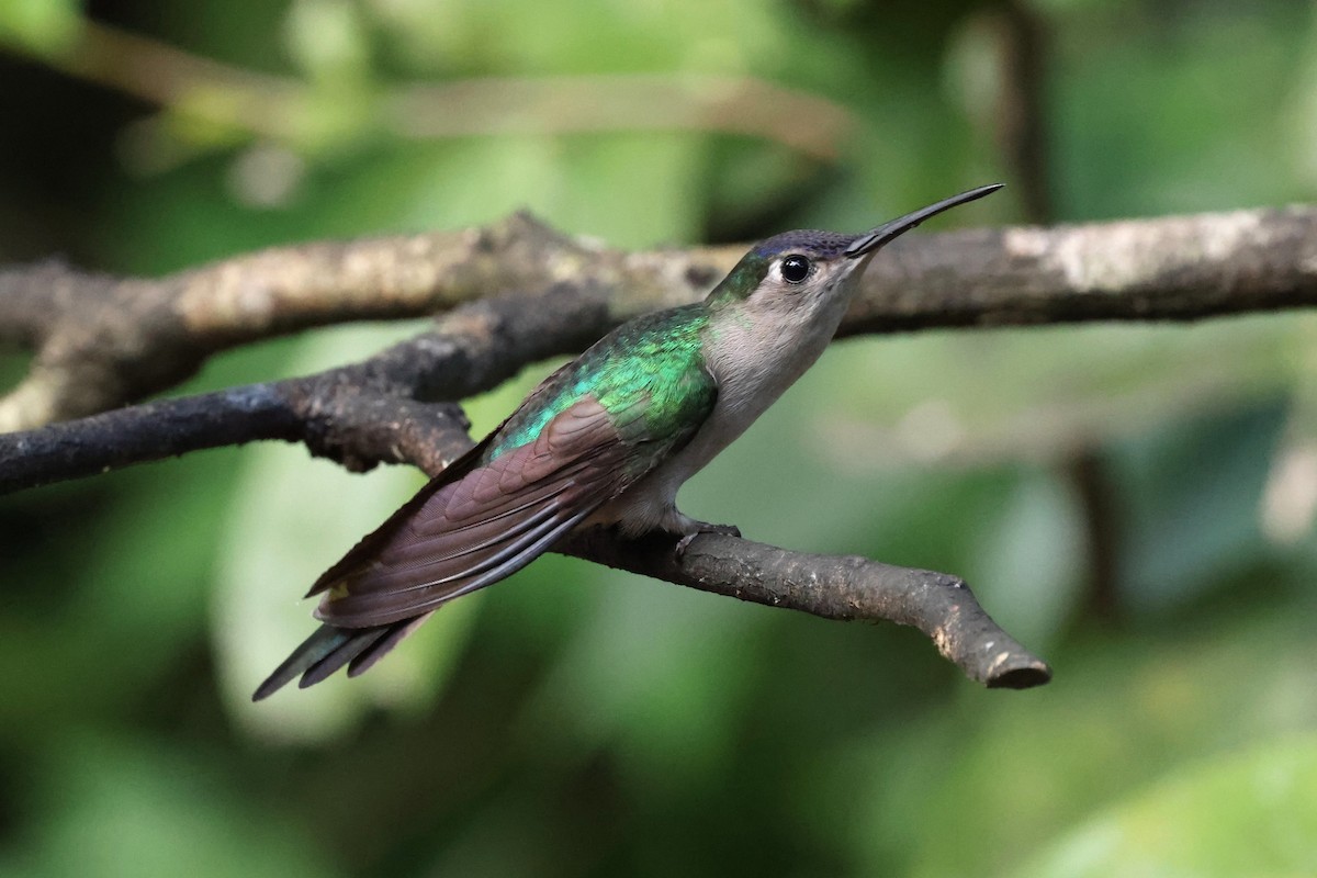 Wedge-tailed Sabrewing (Wedge-tailed) - ML649913357
