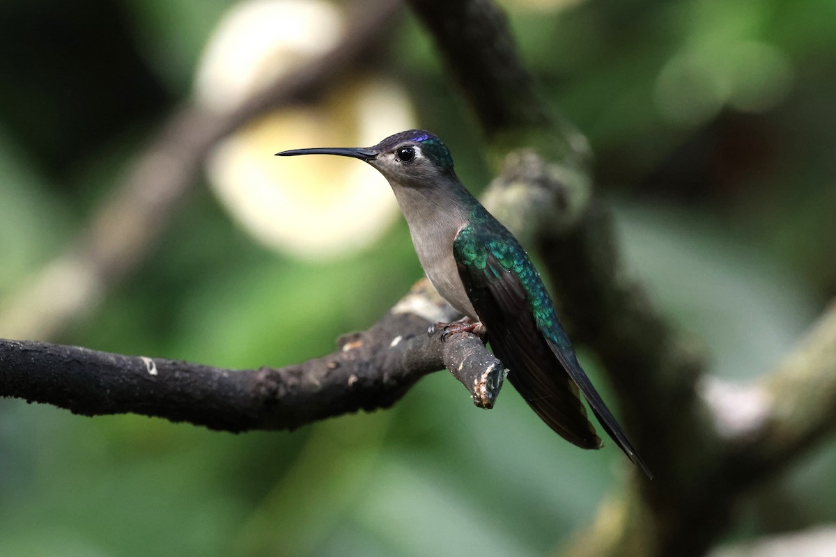 Wedge-tailed Sabrewing (Wedge-tailed) - ML649913358
