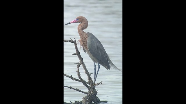 Reddish Egret - ML649913465