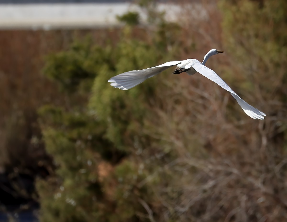 Цасч дэглий - ML649913616