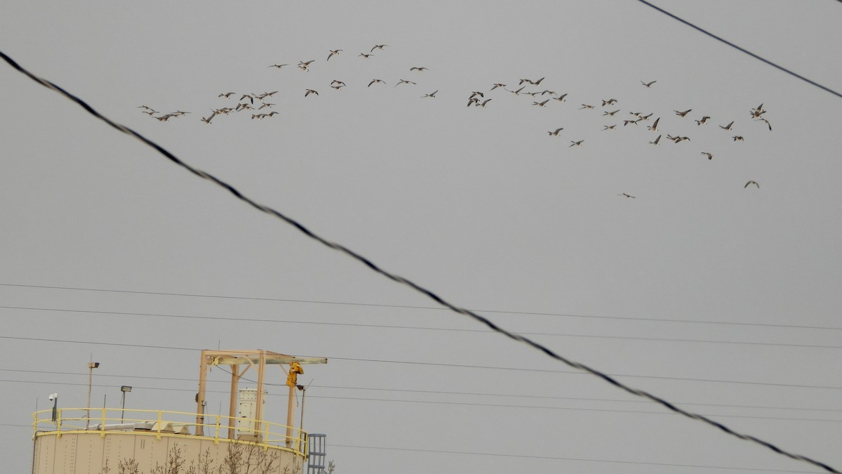 Bernache du Canada - ML649914384