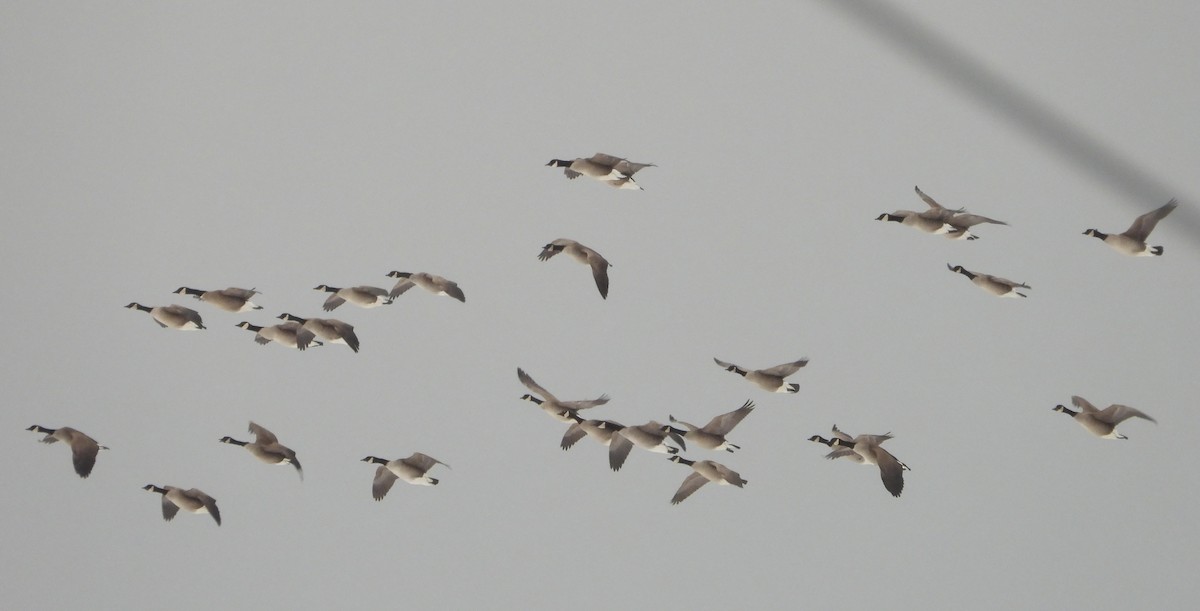 Bernache du Canada - ML649914430