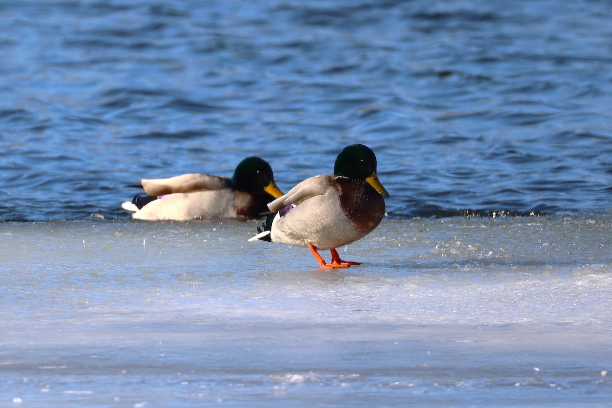eBird Checklist - 30 Jan 2026 - Donald W. Barnes Boat Launch - 11 species