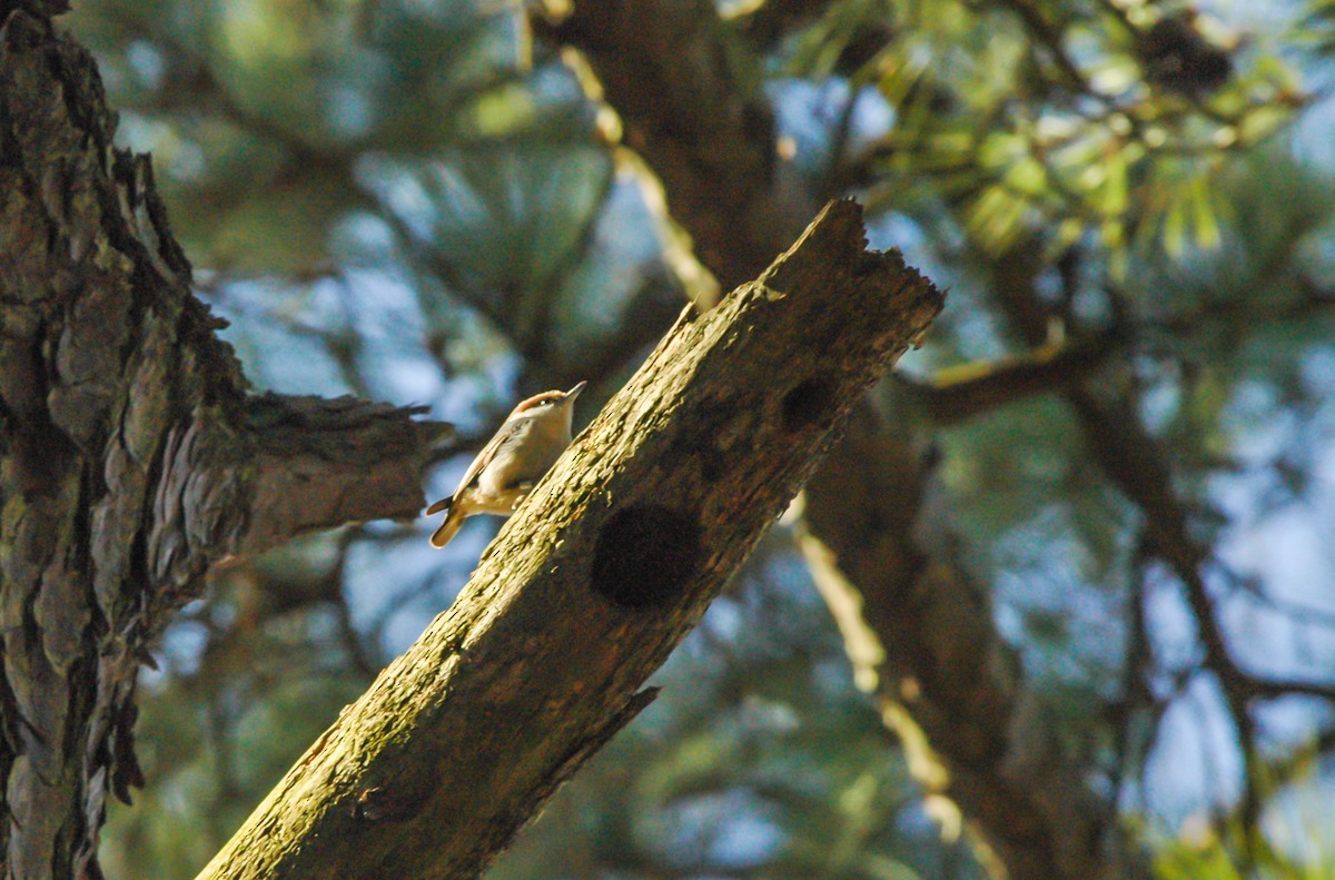 Brown-headed Nuthatch - ML649914927