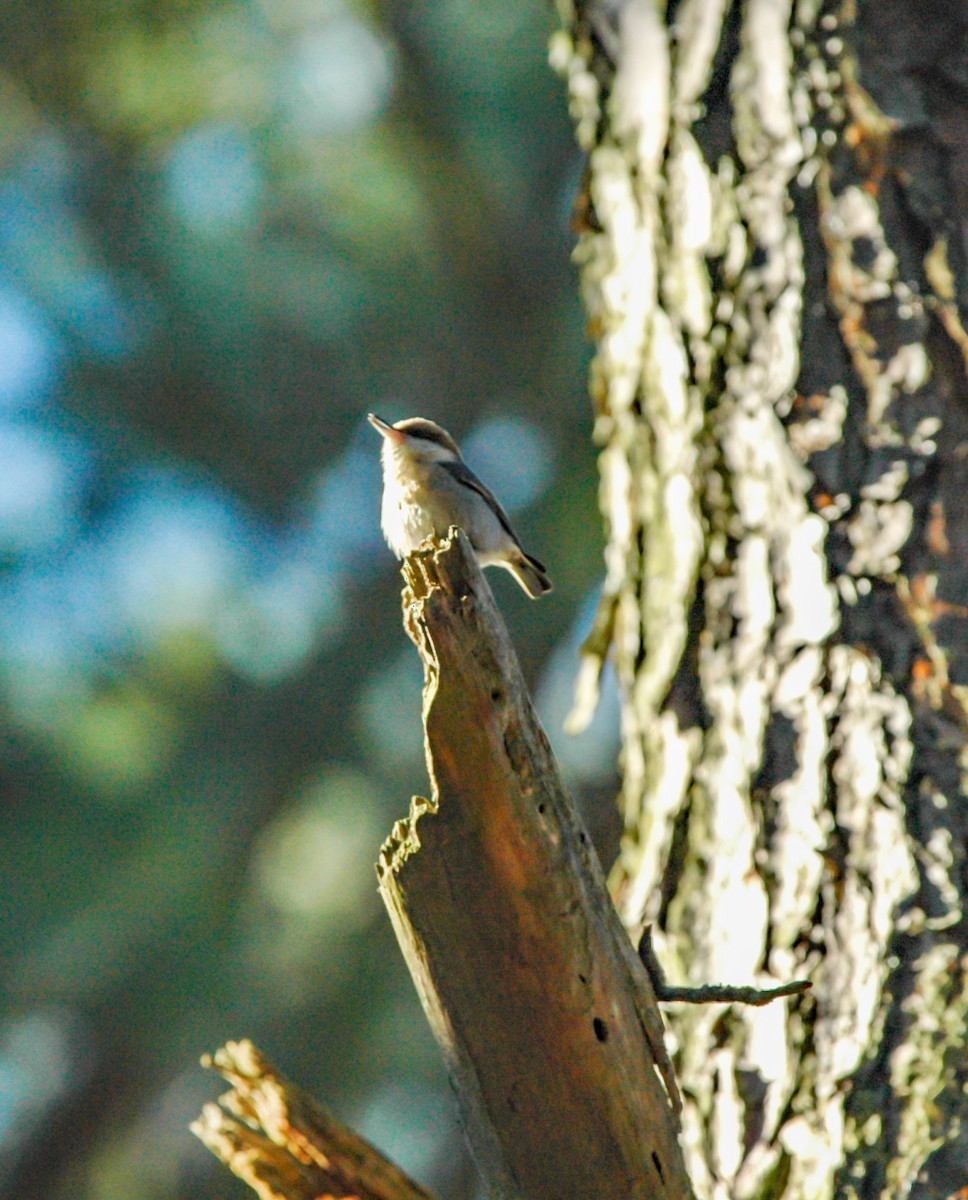 Brown-headed Nuthatch - ML649914928