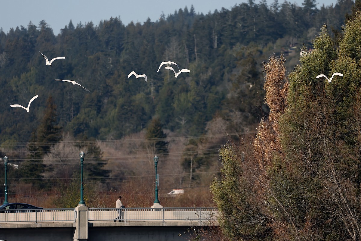 Цасч дэглий - ML649914952