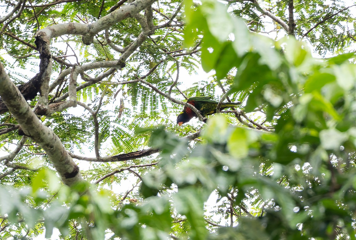 Coconut Lorikeet - ML649915721
