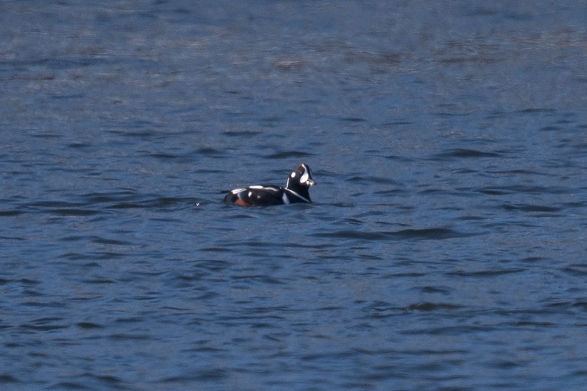 eBird Checklist - 30 Jan 2026 - Donald W. Barnes Boat Launch - 6 species