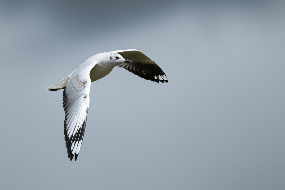 Andean Gull - ML649916195
