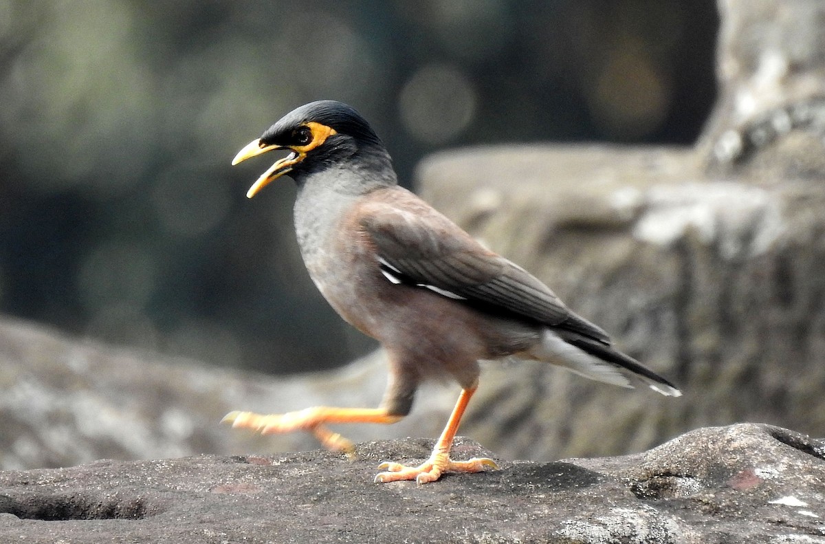 hyrdestær - ML649916197