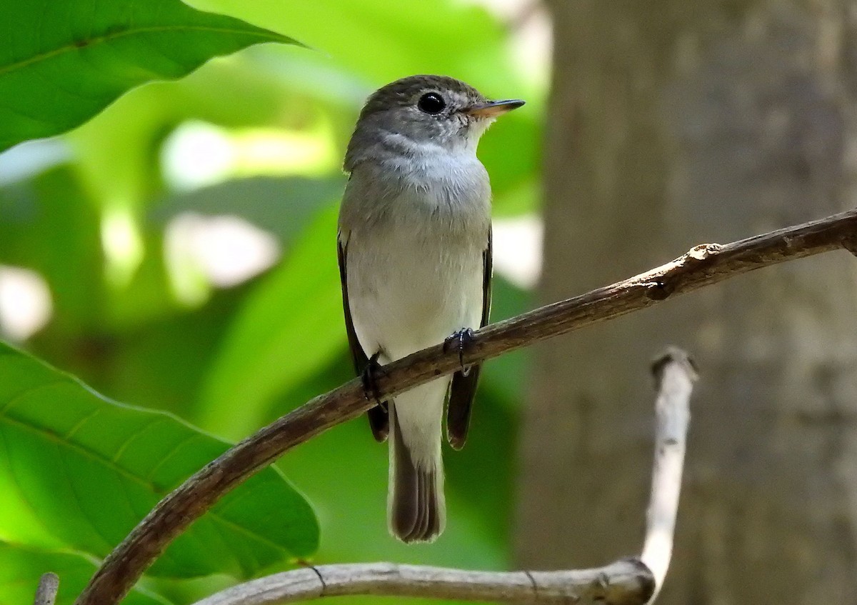 brunfluesnapper - ML649916285