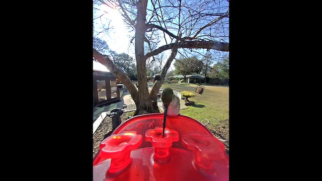 Рубиновогорлый/Александров колибри - ML649916583